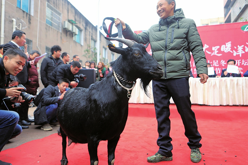 “羊选手”登台“选美”,争夺“羊王”“羊后” 记者瞿波摄