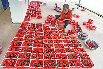 智凤的草莓基地让老百姓就近就业顾家增收