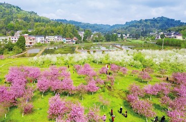 海棠花陆续绽放