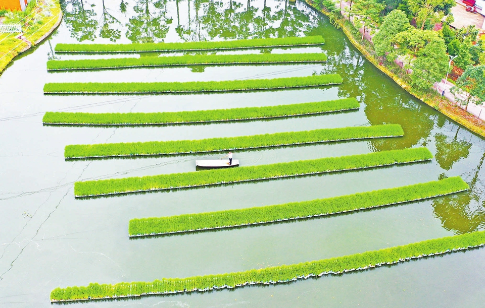 水上种植水稻技术图片