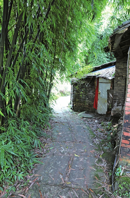 竹林中的小川东道