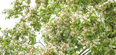 300年红豆树开满花