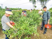大足区龙石镇 500亩蓝莓进入采摘期