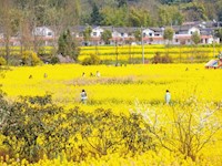春和景明