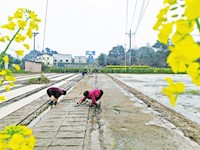 水稻“印”在土地上节约谷种又省力