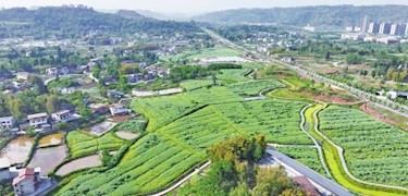 大足区多举措力促油菜丰产丰收