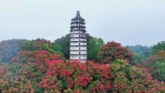 北山栾树挂“红灯” 秋分古韵添喜庆