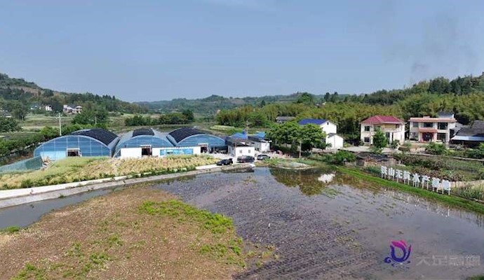 大足“造海”养虾 本土南美白对虾供不应求