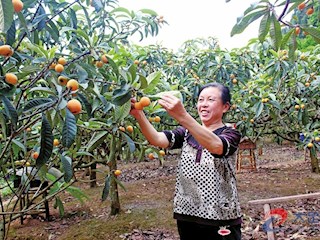 枇杷成熟了