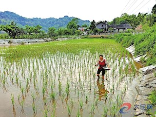 田间施肥