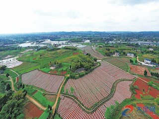 三驱建成稻油轮作6000亩