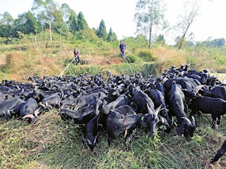 “借羊还羊”带动养殖
