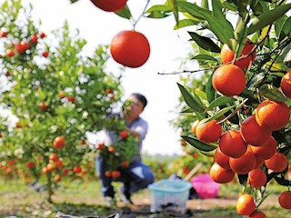 红橘挂枝头 田间忙采摘