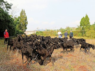 大足黑山羊带来脱贫致富路