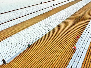 农户在地里播种、盖膜