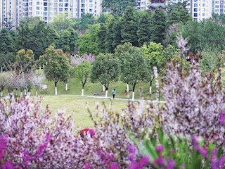 大足城区圣迹公园百花盛开