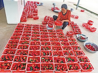 智凤的草莓基地让老百姓就近就业顾家增收