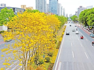 黄花风铃木迎来盛开期