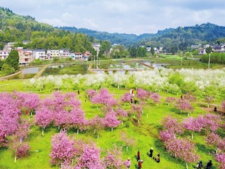 海棠花陆续绽放