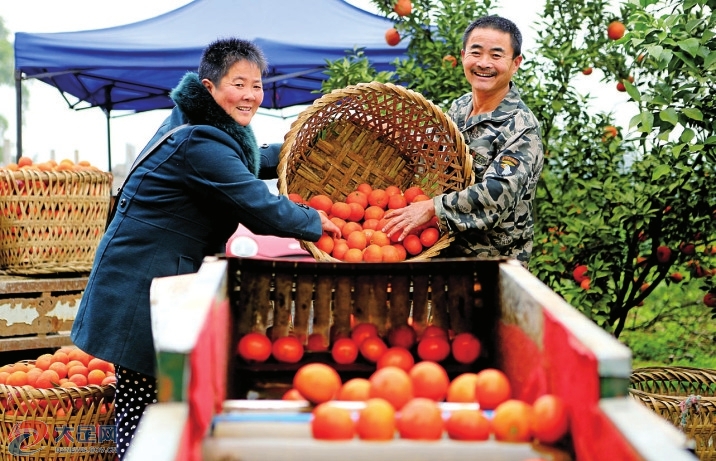 车老板半路"出家"种植柑橘